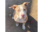 Adopt Tuco a Tan/Yellow/Fawn - with White Pit Bull Terrier / Mixed dog in