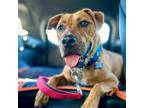 Adopt Milo a Tan/Yellow/Fawn American Staffordshire Terrier / Mixed dog in San