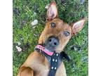 Adopt Happy a Pharaoh Hound / Mixed dog in San Juan Capistrano, CA (35390076)