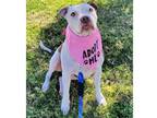 Adopt Bella a White - with Brown or Chocolate Boxer / American Staffordshire