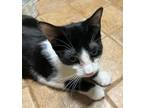 Adopt Jacqueline a Black & White or Tuxedo Domestic Shorthair / Mixed (short