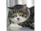 Adopt Mr Kitty a Domestic Mediumhair / Mixed cat in Thief River Falls