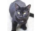Adopt Posh a Domestic Mediumhair / Mixed cat in Thief River Falls, MN (34663737)