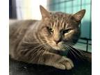 Adopt Marty a Gray, Blue or Silver Tabby Domestic Shorthair / Mixed (short coat)
