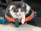 Adopt Oaken a Brown Tabby Domestic Mediumhair / Mixed (medium coat) cat in