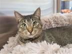 Adopt Fiona a Brown Tabby Abyssinian / Mixed (short coat) cat in Locust Grove