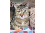 Adopt Hazel Mae a Tan or Fawn (Mostly) Abyssinian / Mixed (short coat) cat in
