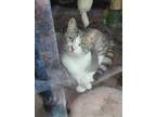 Adopt Emma a Gray or Blue (Mostly) Domestic Shorthair / Mixed (short coat) cat