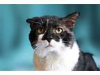 Adopt Mad Max a Black & White or Tuxedo Domestic Mediumhair / Mixed (medium