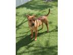 Adopt River a Brown/Chocolate Pit Bull Terrier / Mixed dog in Pompano