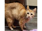 Adopt Karma a Orange or Red Domestic Shorthair / Mixed (short coat) cat in