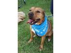 Adopt Hudson a Red/Golden/Orange/Chestnut Shar Pei / Terrier (Unknown Type