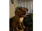 Adopt Zeke in Richmond VA a Pit Bull Terrier / Mixed dog in Richmond