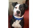 Adopt Pepercorn in Richmond VA a Black - with White Pit Bull Terrier / Mixed dog