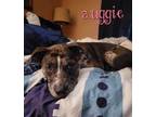 Adopt Auggie a Pit Bull Terrier