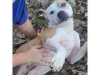 Adopt Nova Jane a Pit Bull Terrier