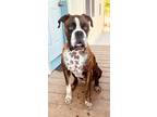 Adopt Chili a Brindle - with White Boxer / Mixed dog in Lancaster, CA (30888775)