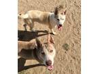Adopt Tenor & Bass a White - with Tan, Yellow or Fawn Husky / Mixed dog in