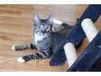 Adopt Wally a Brown Tabby Domestic Shorthair / Mixed (short coat) cat in