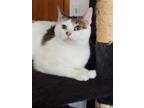 Adopt Cameron a White (Mostly) Domestic Shorthair / Mixed (short coat) cat in