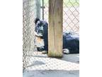 Adopt Sox a Black - with White Labrador Retriever / Mixed dog in Montgomery