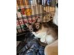 Adopt Precious a Brown or Chocolate (Mostly) Domestic Shorthair / Mixed (short