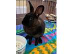 Adopt Godiva a Black Other/Unknown / Mixed (short coat) rabbit in Escondido