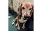 Adopt Asher- Available a Tricolor (Tan/Brown & Black & White) Beagle / Mixed dog