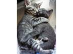 Adopt Kittens a Domestic Shorthair / Mixed (short coat) cat in Chicago