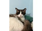 Adopt Kushka a Tan or Fawn Ragdoll / Mixed (short coat) cat in Chicago