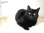 Adopt Paddy McGee a All Black American Shorthair / Mixed (short coat) cat in