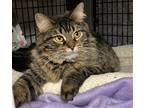 Adopt Willow a Brown Tabby Domestic Longhair / Mixed (long coat) cat in