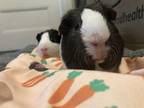 Adopt Alex a Guinea Pig small animal in Oakland, NJ (35391784)