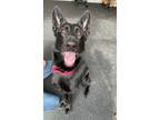 Adopt Atlas a German Shepherd Dog / Mixed dog in Concord, NH (37765074)