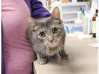 Adopt Grace a Domestic Shorthair / Mixed cat in Salisbury, MD (37354632)