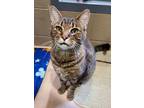 Adopt Carmella a Domestic Shorthair / Mixed cat in Versailles, KY (37529555)
