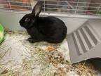 Adopt Timmy a Other/Unknown / Mixed rabbit in New York, NY (36922835)