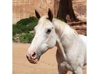 Adopt Buddy a Quarterhorse / Mixed horse in Kanab, UT (35363228)