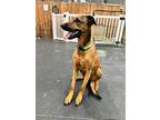 Adopt Taylor a Black - with Tan, Yellow or Fawn Doberman Pinscher / Belgian