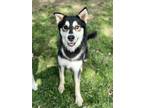 Adopt Kato a Husky / Shepherd (Unknown Type) / Mixed dog in Jasper
