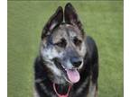 Adopt Luna Mae a German Shepherd Dog / Siberian Husky / Mixed dog in San Diego