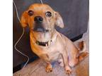 Adopt Oliver Tate a Beagle / Mixed dog in Spring Hill, KS (37124959)