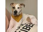 Adopt CJ a Great Pyrenees / Labrador Retriever / Mixed dog in Spring Hill