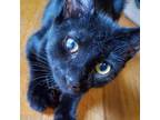 Adopt Spirit (Adoption Fee Sponsored) a Domestic Shorthair / Mixed cat in Rocky