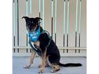 Adopt Santi a German Shepherd Dog / Labrador Retriever / Mixed dog in Pacific