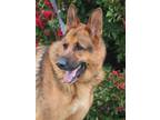 Adopt Chance a German Shepherd Dog / Mixed dog in Vallejo, CA (35515225)