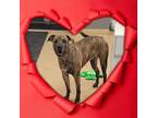 Adopt Blake - COURTESY POST a Brindle American Pit Bull Terrier / Mixed dog in