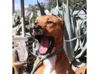 Adopt Rhodi JuM a American Staffordshire Terrier / Mixed dog in Nashville