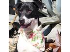 Adopt Blair JuM* a Black Pointer / Mixed Breed (Medium) / Mixed dog in