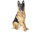 Adopt Legend a German Shepherd Dog / Mixed dog in Irvine, CA (34140899)